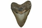 Fossil Megalodon Tooth - North Carolina #358920-1